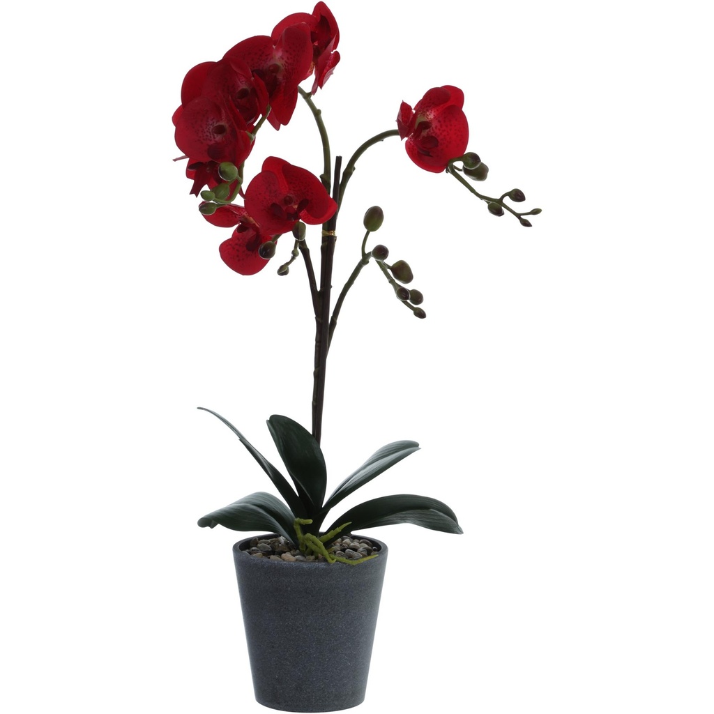 [154942] ORQUIDEA ART. 456-55214