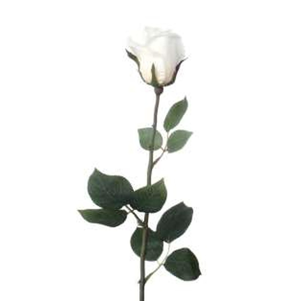 [154893] PLANTA ART.456-512335