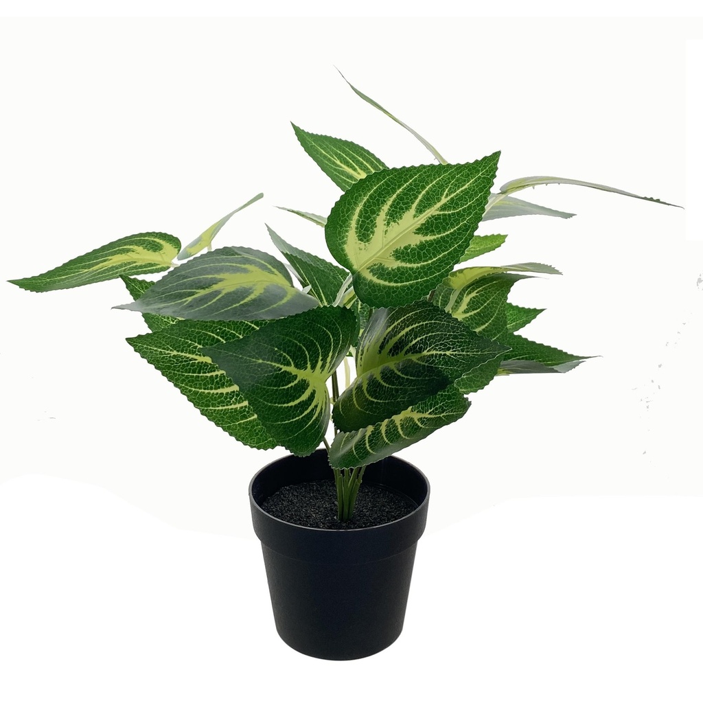 [207685] PLANTA C/POTE 592-370594