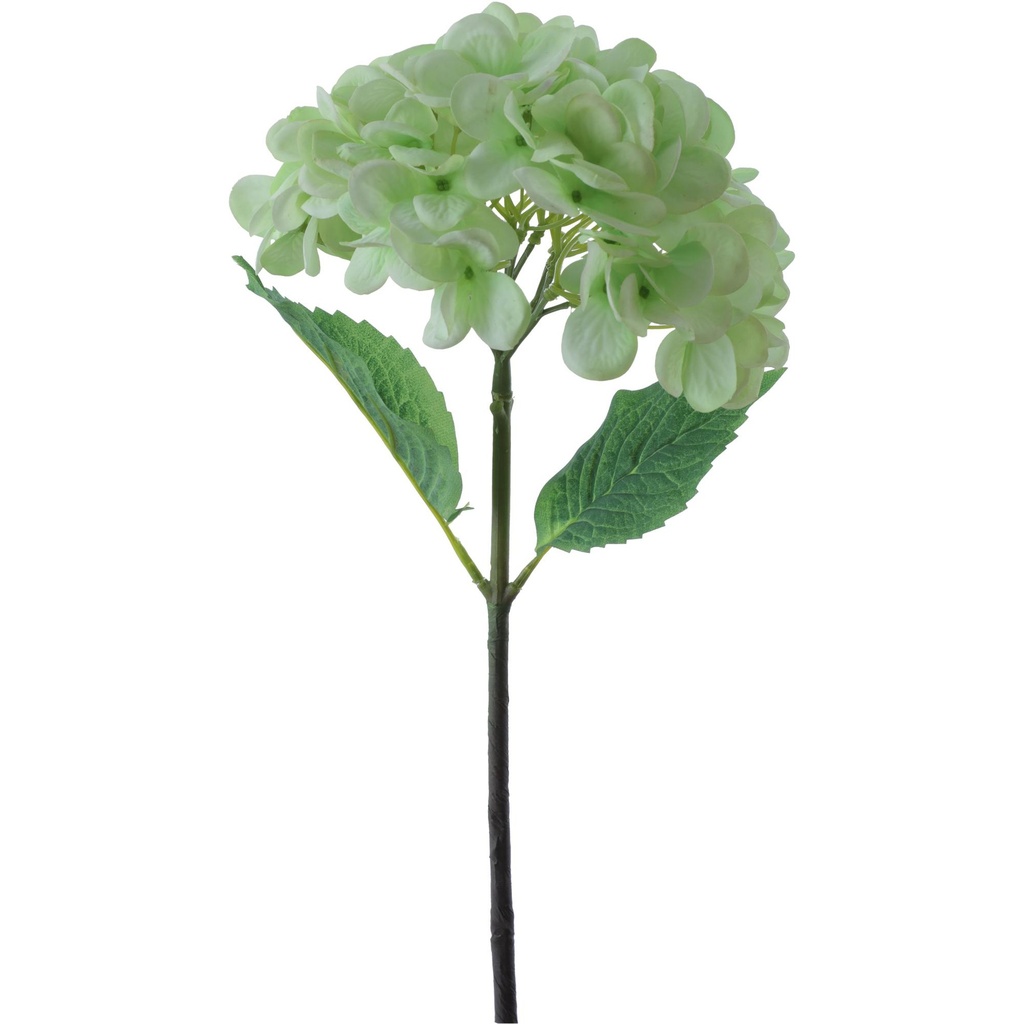[181364] HORTENSIA 420-592976