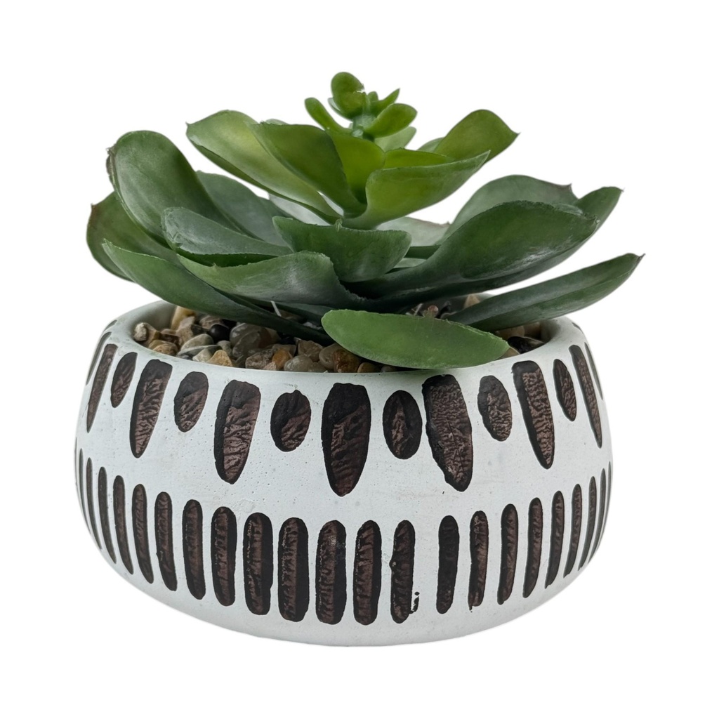 [259135] SUCULENTA C/ POTE 13X13X12CM 456-472269