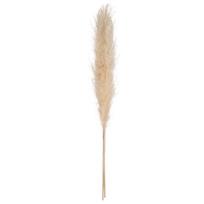 PAMPA NATURAL H110 179282