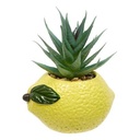 PLANT FRUITY H11H10H9DIS 214065