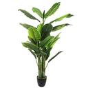 PLANTA BANANO GRANDE H170 155728