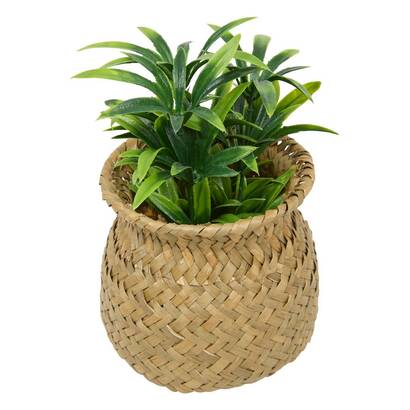 [253943] PLANTA EN MACETA NATURAL JIL H18 CAJA 210243