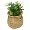 PLANTA EN MACETA NATURAL JIL H18 CAJA 210243