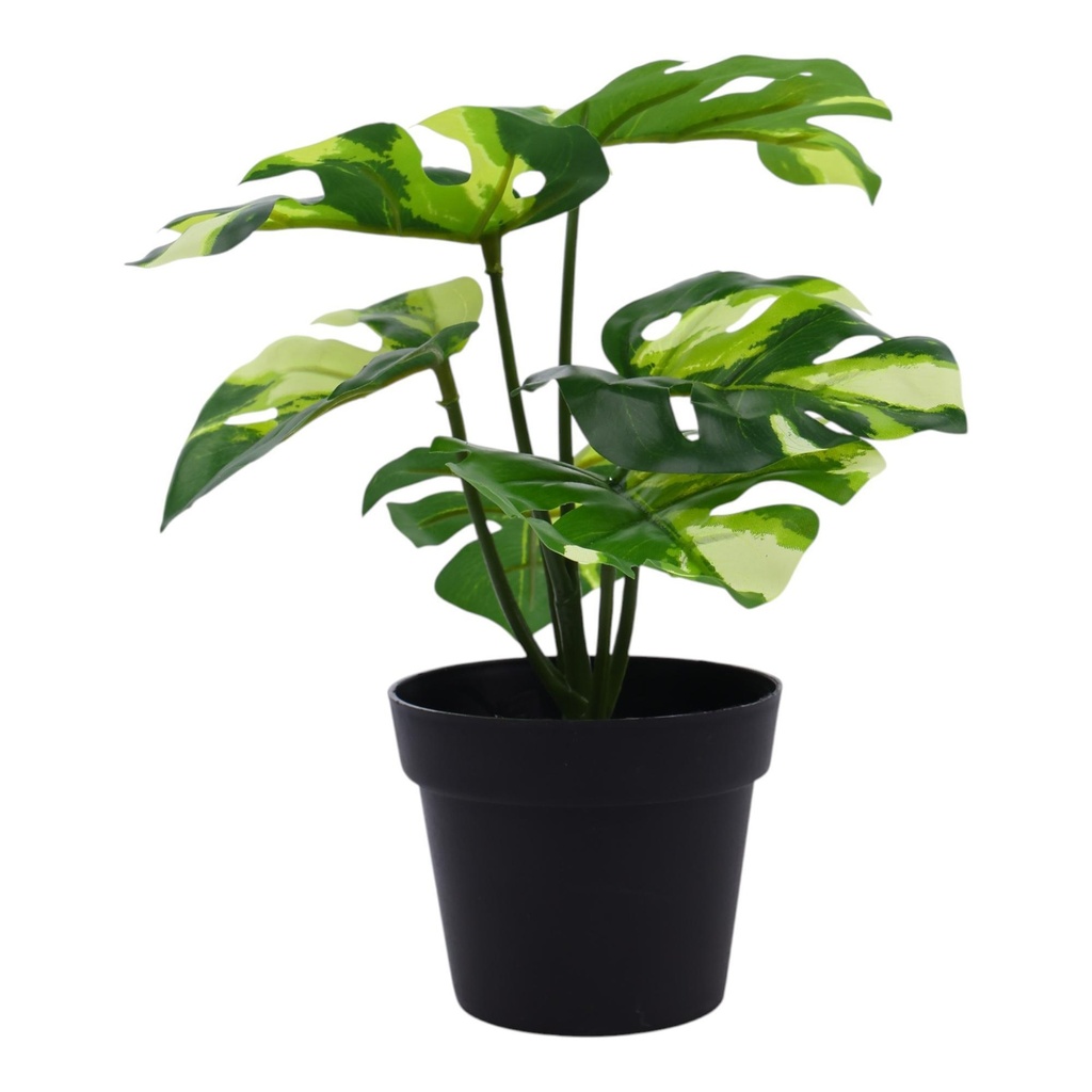 [270887] PLANTA MONSTERA CON MACETA 592-301602