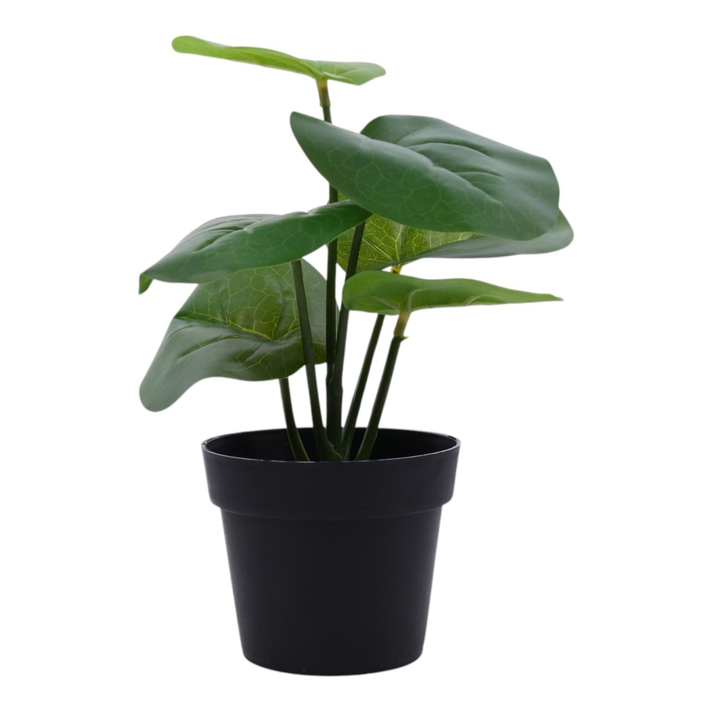 [270888] MONSTERA CON MACETA 20X20X20CM 592-301603