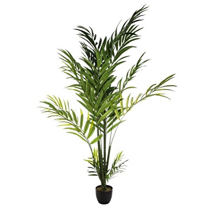 [271239] PALMERA ARECA H230 155729