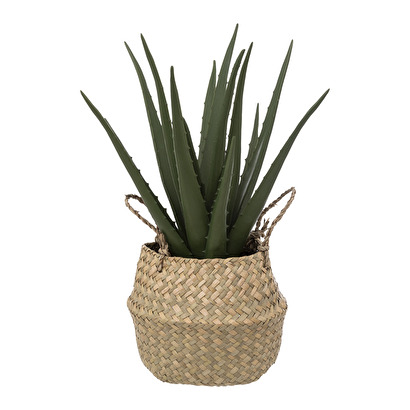 ALOE NATURALE H37 189119
