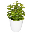 CAJA SUCULENTA CACTUS 155600