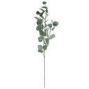 TALLO DE EUCALIPTO AZUL H97 164263