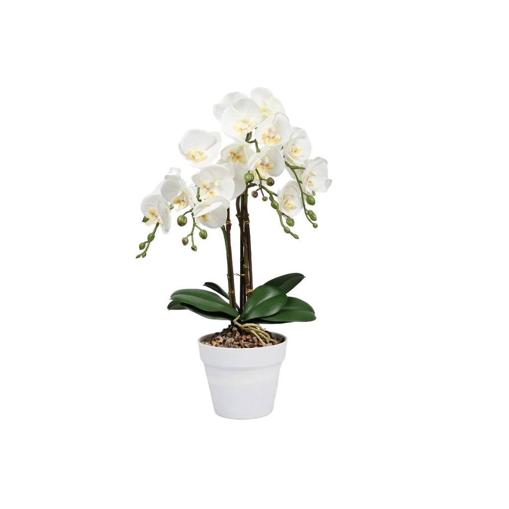 ORQUIDEA BLANCA CON POTE 456-55471