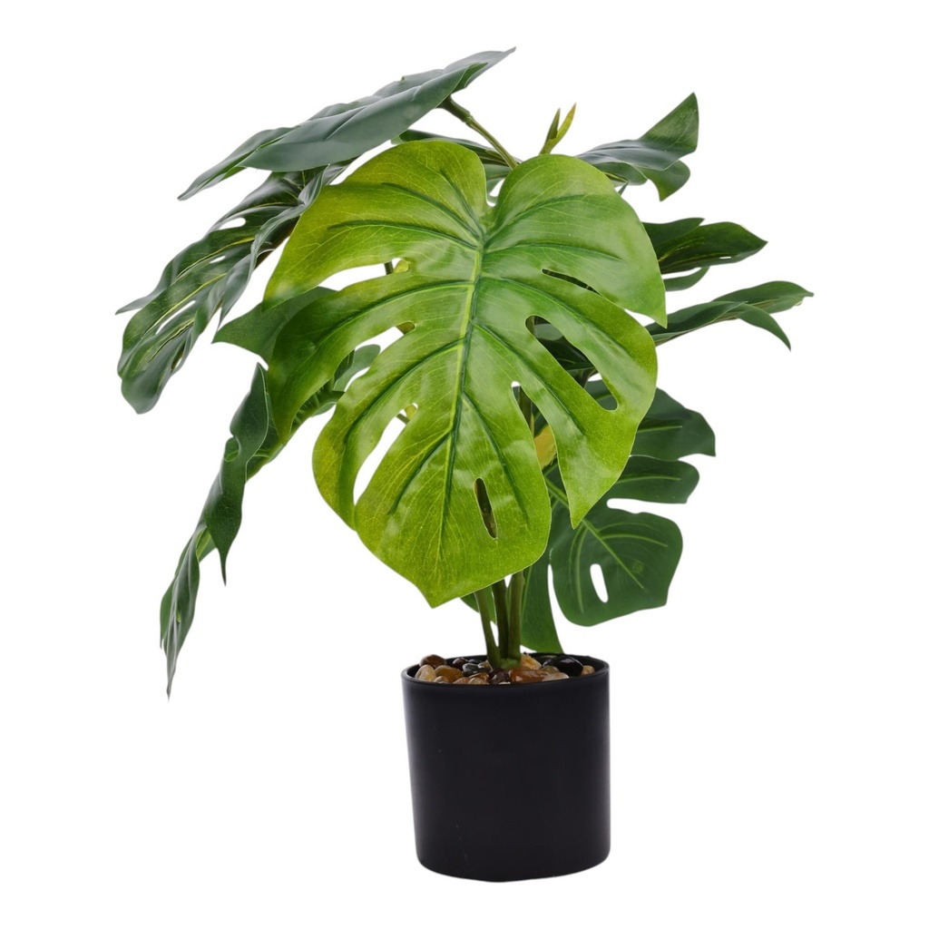 [270889] PLANTA MONSTERA CON MACETA 592-301605