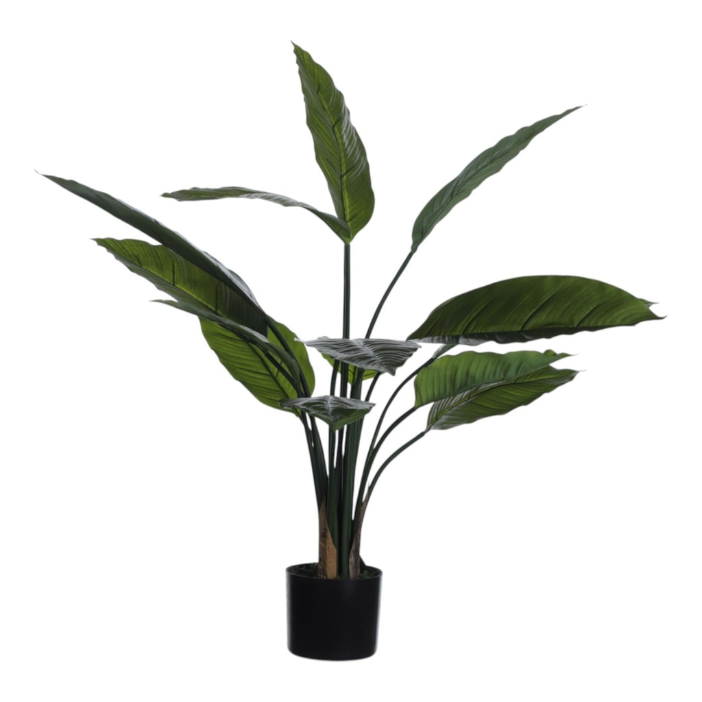 PLANTAS DECORATIVAS ALOCASIA CON MACETA 592-312343