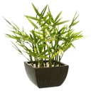 BAMBU EN MACETA H35 136751