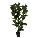 FICUS ROBUSTA H120 181460