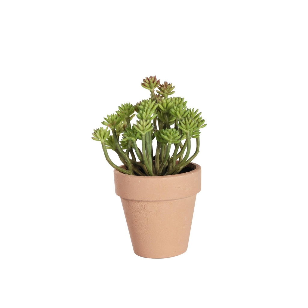[77677] PLANTA C/ POTE DECOR 456-502088