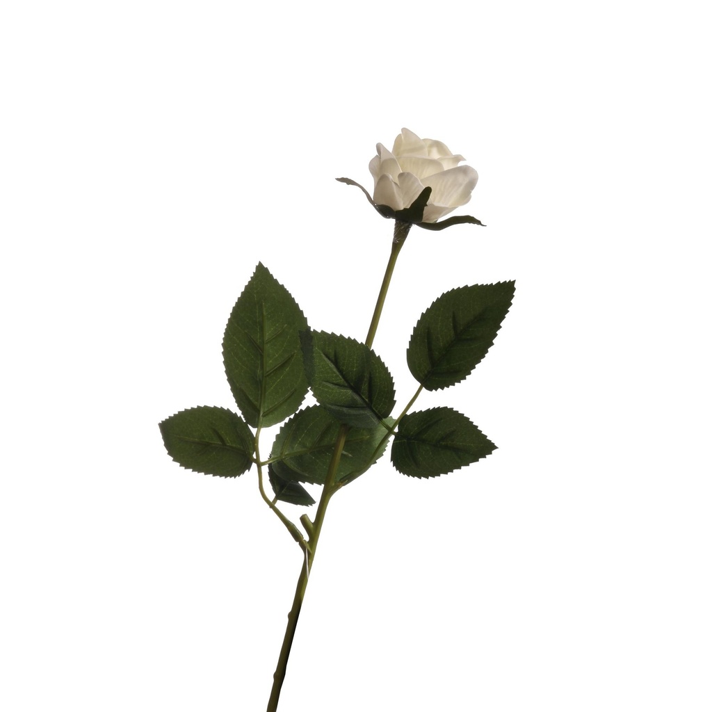 [77727] ROSA RECOR 44CM 456-512144.