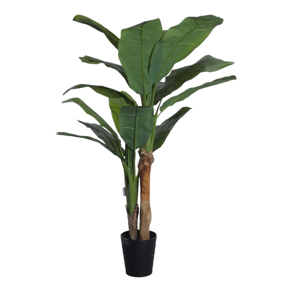 [270905] BANANO CON POTE 80X160X160CM 592-400212