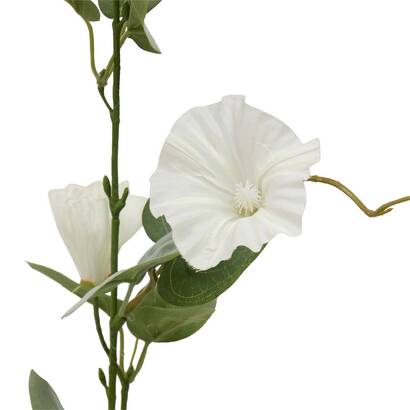 [271551] PETUNIA STEM PHOEBE H76 214050