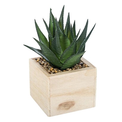 [240244] PLANTA DECORATIVA EN MACETA 160066