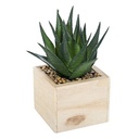 PLANTA DECORATIVA EN MACETA 160066