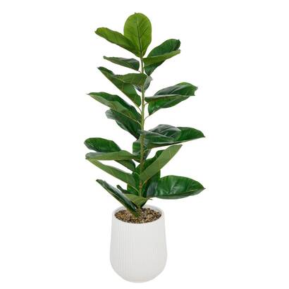 FICUS MACETA CELESTE RAYAS H145 210133