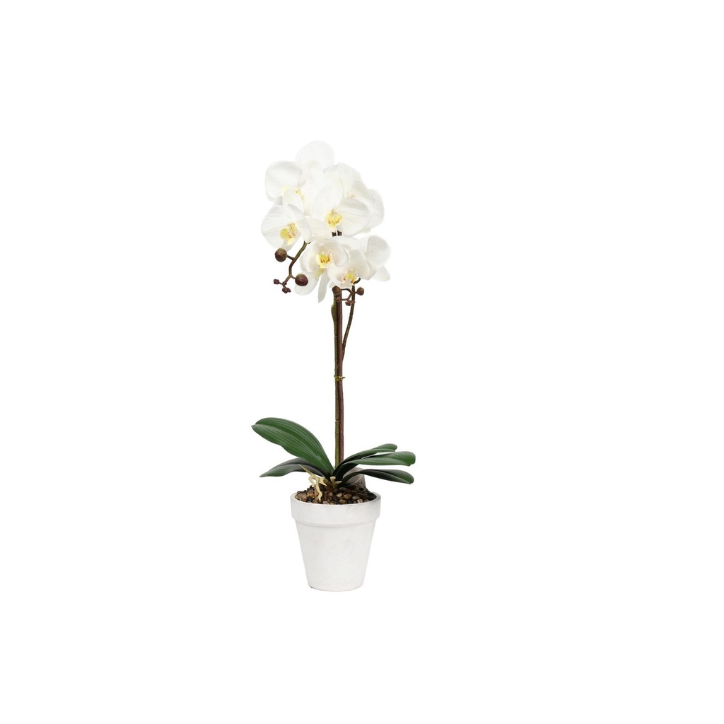 [270811] ORQUIDEA BLANCA CON MACETA 456-55472