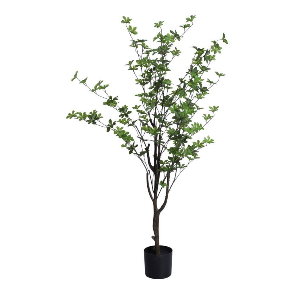 [270904] ENKIANTHUS BLANCO CON POTE 70X150X150CM 592-400208