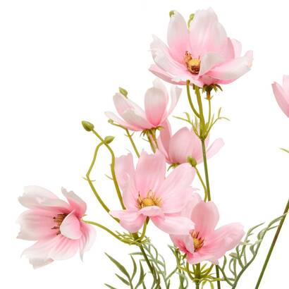 [272070] COREOPSIS STEM PHOEBE H88 214019