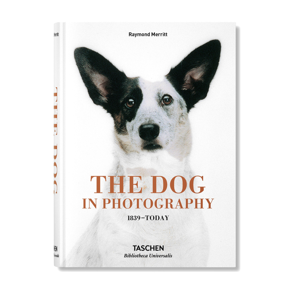 [100437] DOGS INT